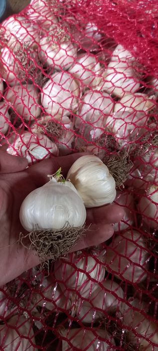 Usturoi romanesc de pus în pamant sau consum