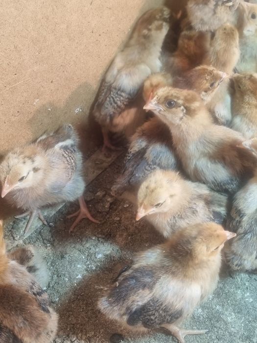 Кучин тауығының балапандары бар