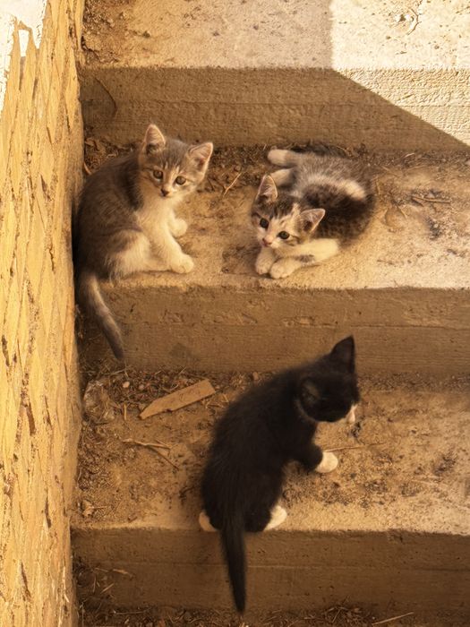 Отдам котят 2х месячных