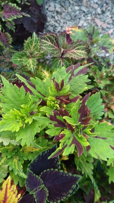 Продам колеусы разные