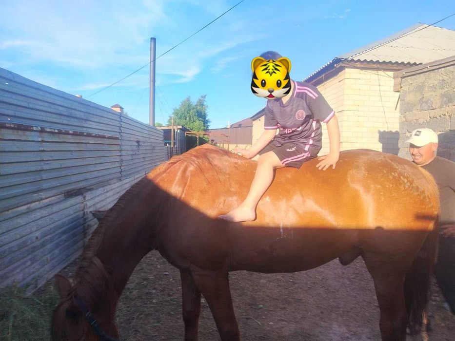 Продам лошадь (мерин)