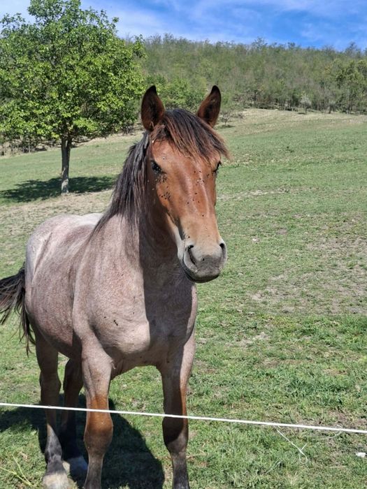 Vând o mânză de 2 ani.  Vând 3 oi rasa Rouge de I'Ouest