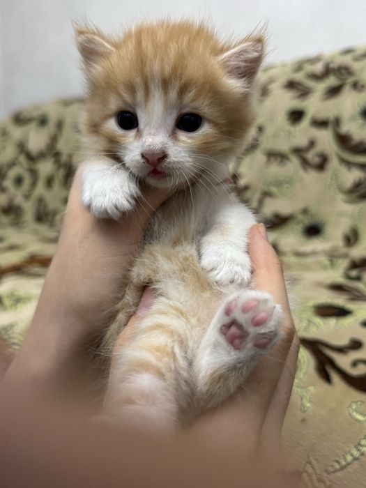 Ласковые котятя (2 месяца)