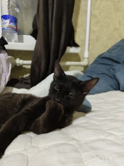 Котенок Бесплатно в добрые руки