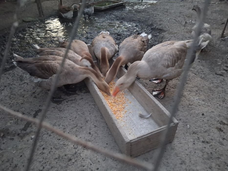 Rate galagioase si mute și gâște