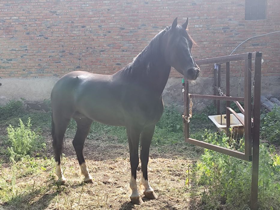 Продам орловский рысак