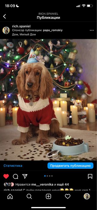 Английский кокер спаниель  мальчик ищет себе невесту