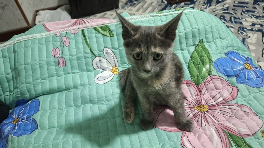 Отдам даром кошка.