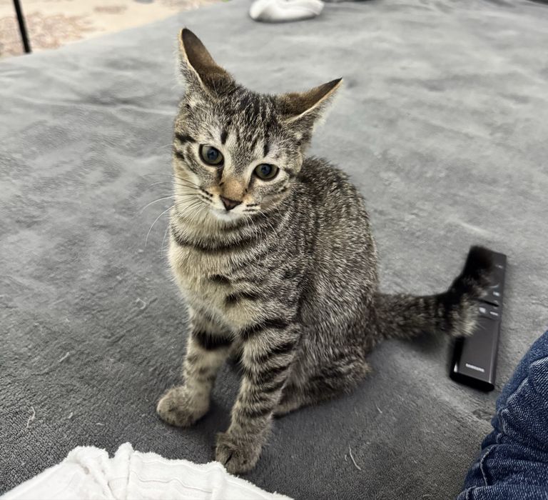 Найден котенок. Ищу для нее хозяев.