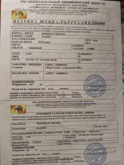 Немецкая овчарка!