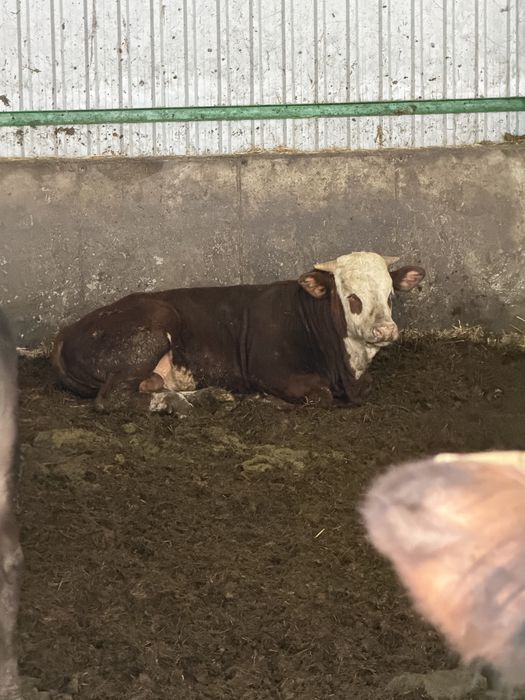 Vand tauri intre 280-400 kg