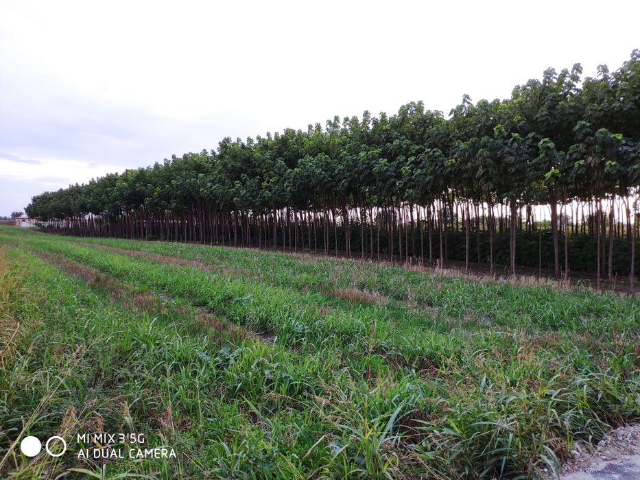 Puieți de paulownia