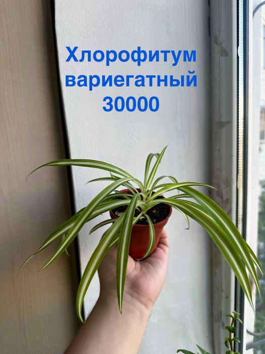 Хлорофитум вариегатный