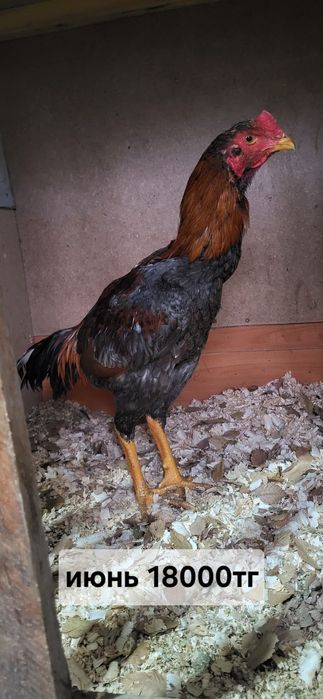 Продам даканов хороших кровей