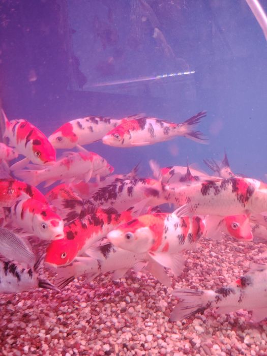 Koi karp yaponskiy
