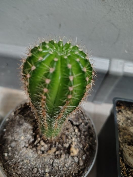 Кактус суккулент