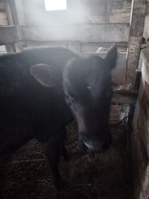 Продам 2х бычков