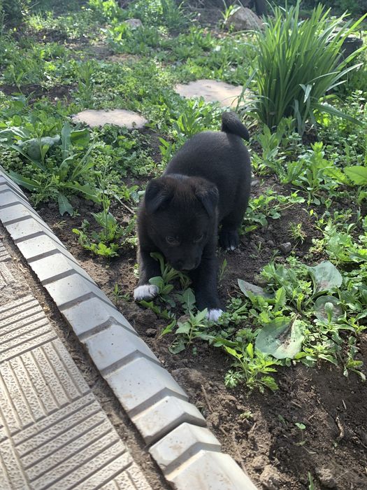 щенята ищут дом!