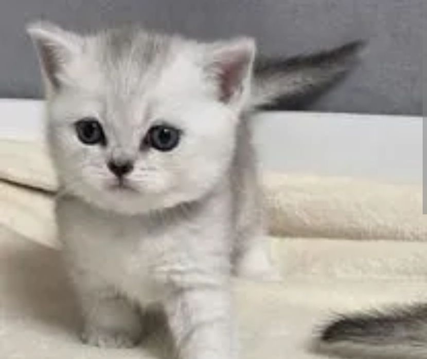 Шиншилла серебро малыши