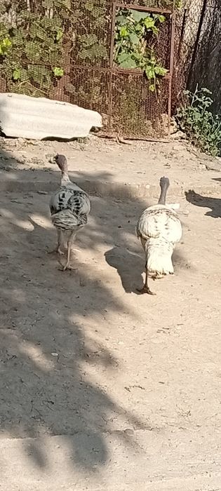 Продаётся два индюшек юкара Чирчик Ахмат Яссави колхози