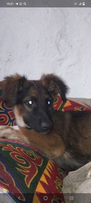 Отдам щенков в добрые руки