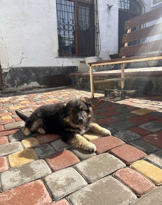 Продаю щенка немецкой овчарки.