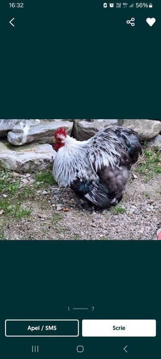 Cochinchina pitic ouă de incubat