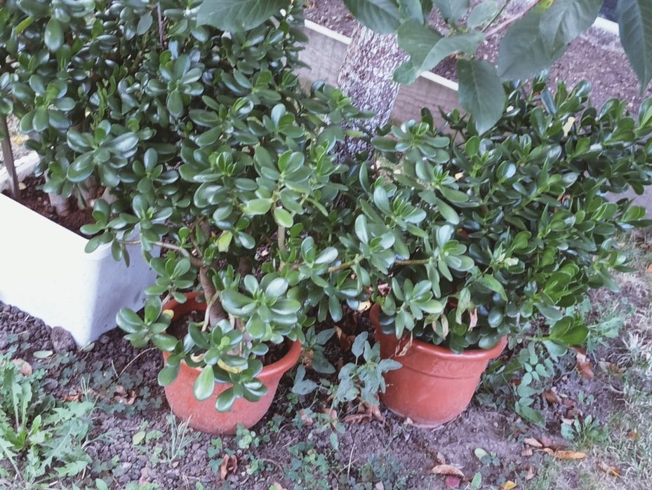 Planta de jad (Crassula Ovata)