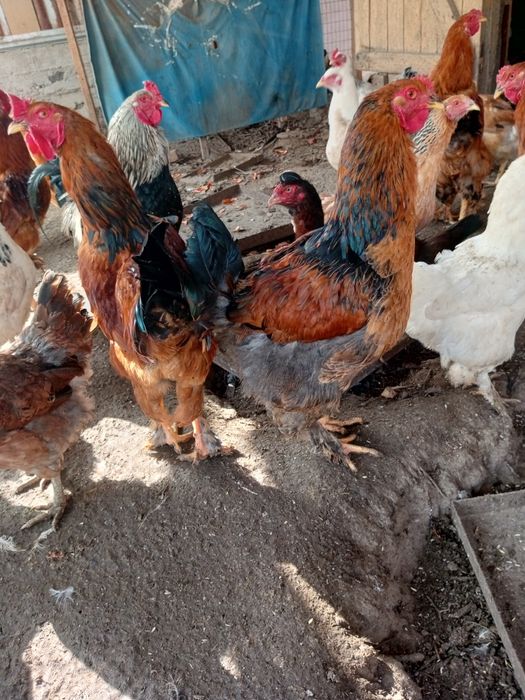 Продаются петухи