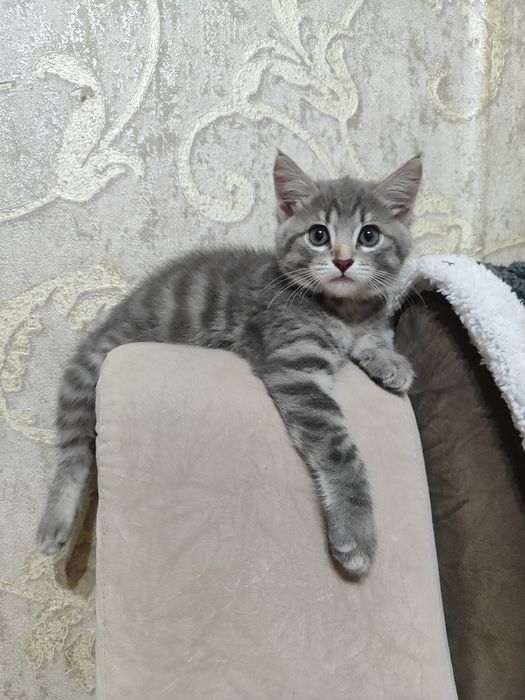 Отдам котенка мальчик