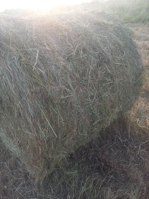 Продам сено разнотравье