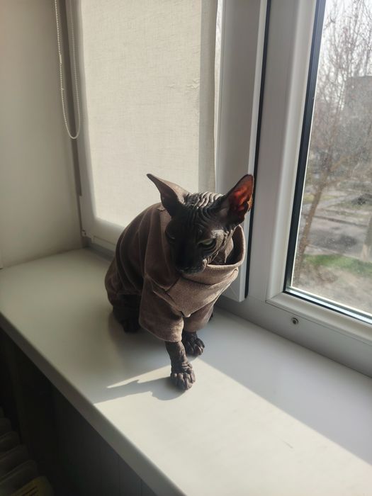 Продам донского сфинкса