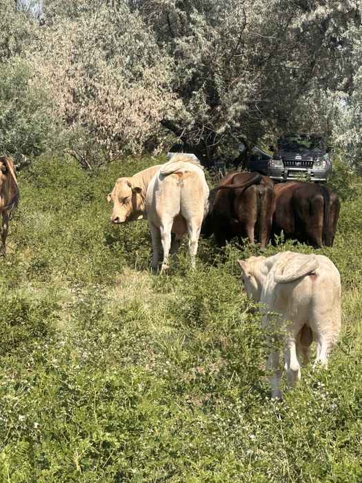 Продам быка аулиеколя, можно на племя