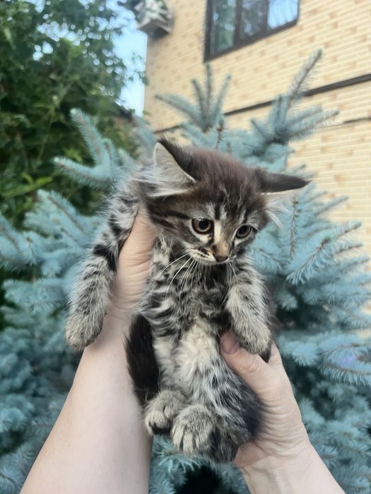 Пушистая девочка