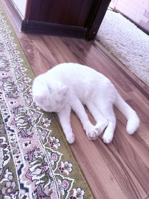 Шотландская вислоухая кошка, 1 год, с принадлежностями