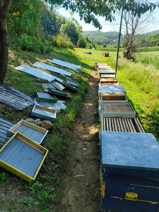 Se vinde 17 famili de albine in judetul Bistrița Năsăud
