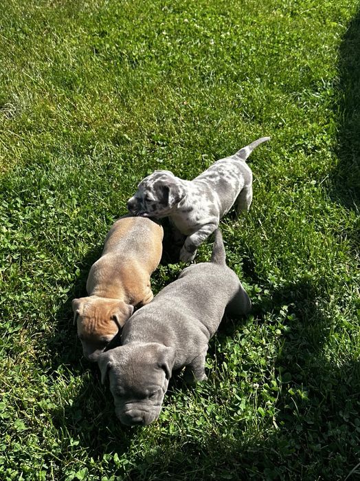 American bully  xl
