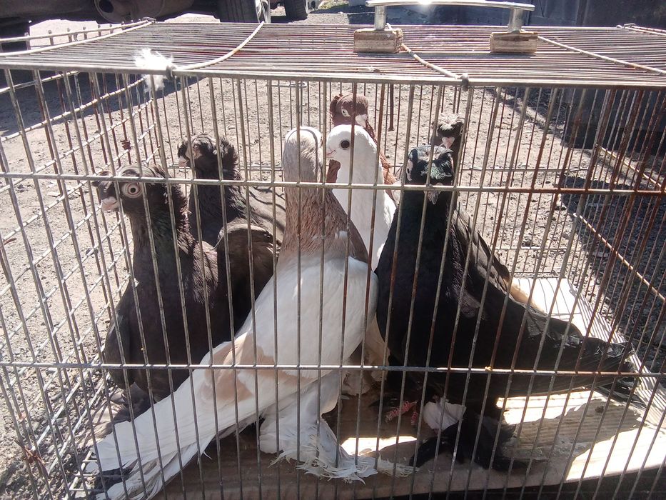 Голуби двухчубые