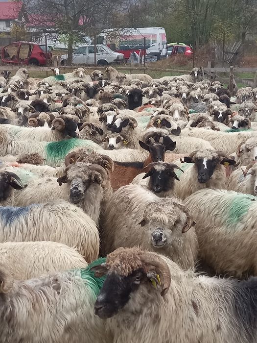 Vind 20 de oi de ținut gate de a făta 630 lei