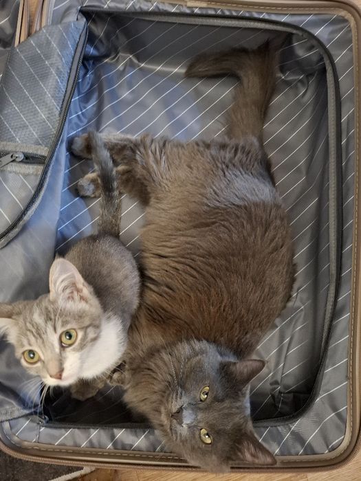 Кошечка, 4 месяца