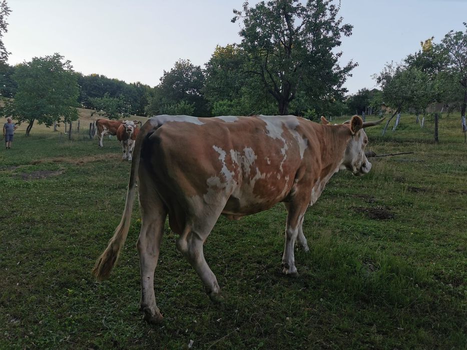 Vaca de lapte 8 ani,