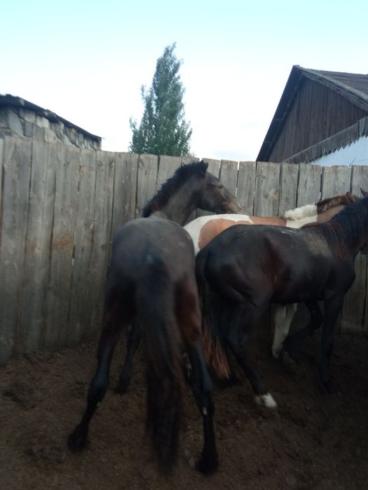 Продам лошадь байтал