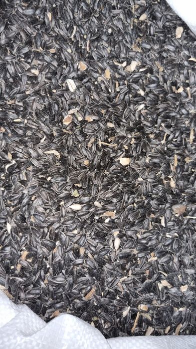 Vând mazare, floare soarelui, porumb, grâu