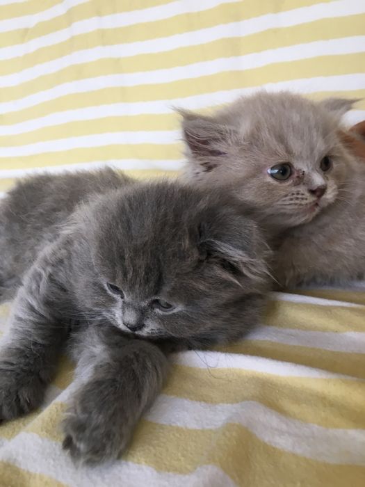 Прадеутса котета