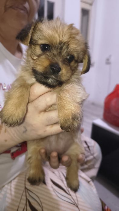 Donați  puiuții se bishon