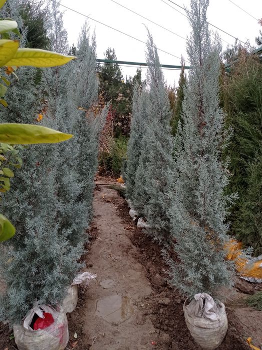 Арча хархил турдаги