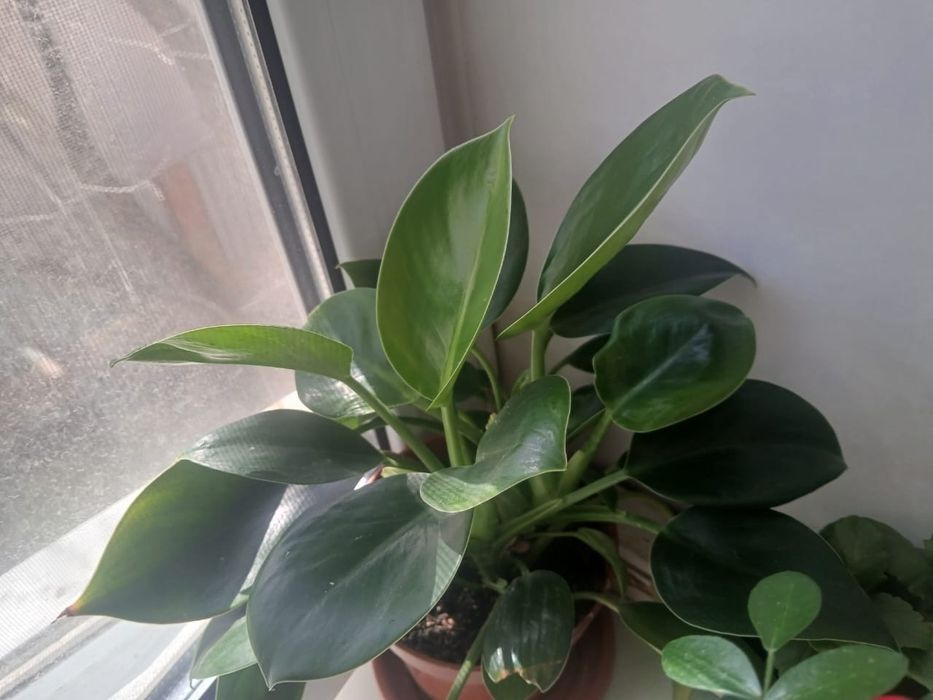 Продам цветы комнатные