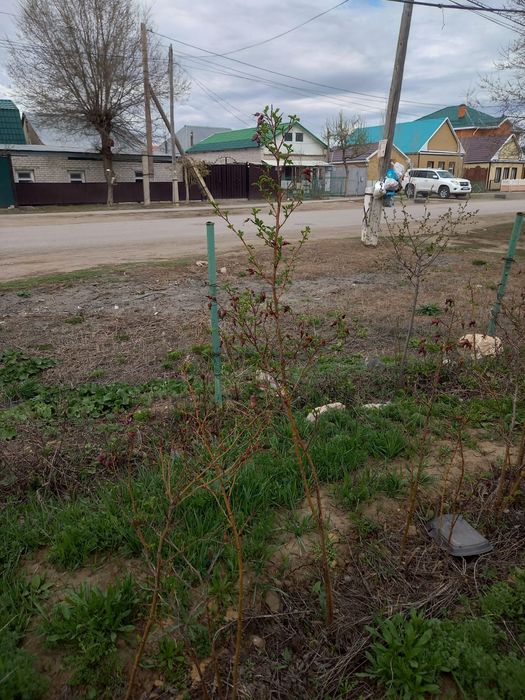 Продам деревья облепиха и равна красное