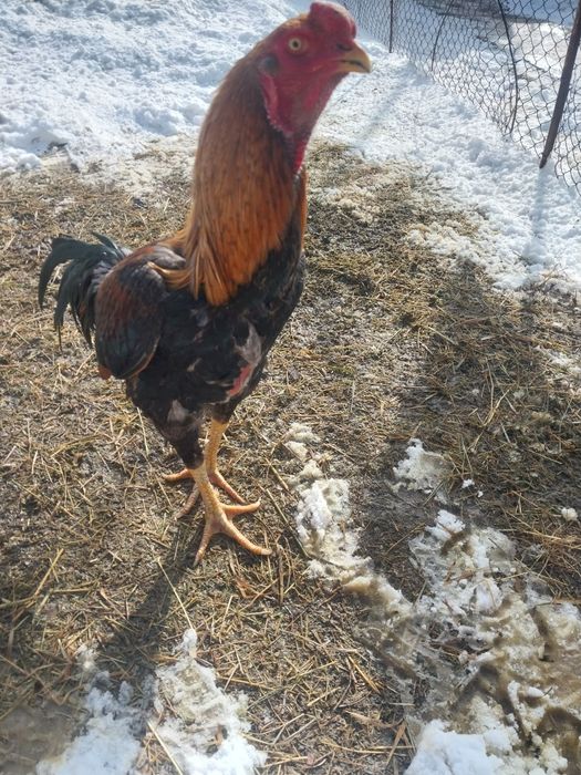 Продам петуха дакан