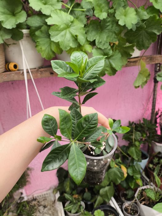 Гардения жасминовидная